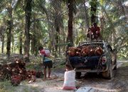 Pandemi Berlalu, KUR BRI Bangkitkan Ekonomi Petani dan UMKM di Sintang